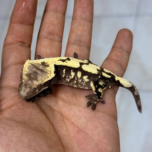 Sable Axanthic