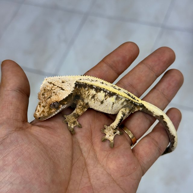 Sable