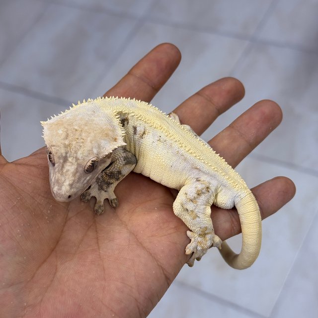 Chocho Lilly White