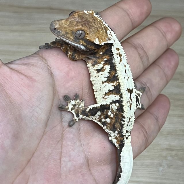 카푸치노