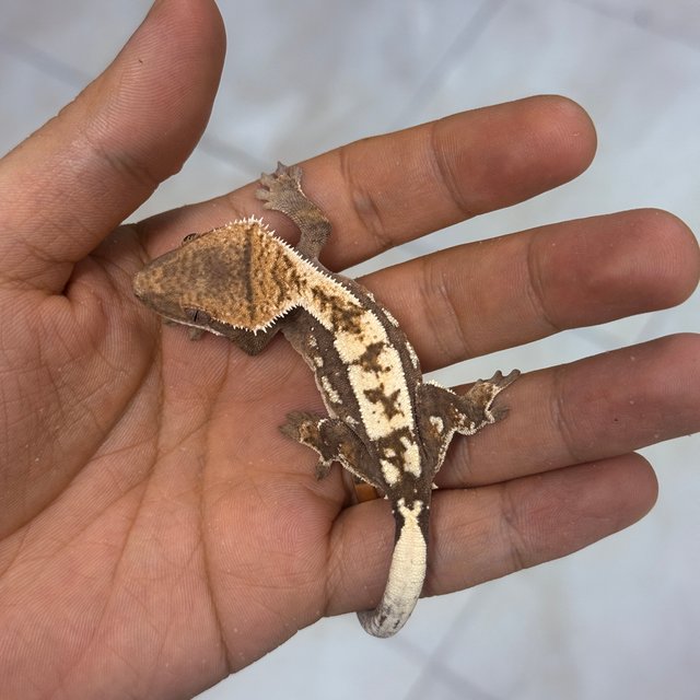 세이블 100%헷아잔틱