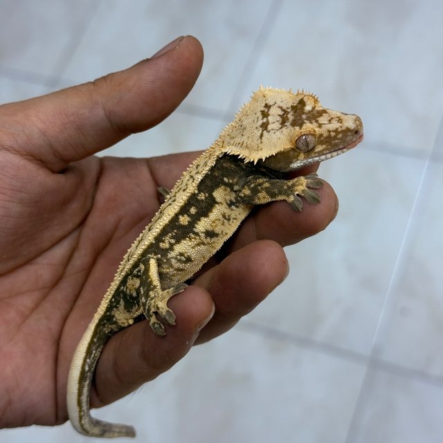 Normal 100% Het Axanthic