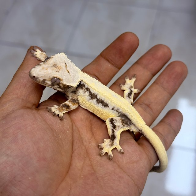 LW Sable 100% Het Axanthic
