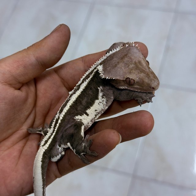 Axanthic