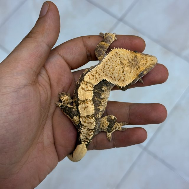 Normal 100% Het Axanthic
