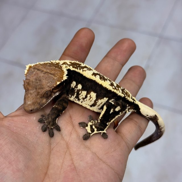 Cappuccino 100% Het Axanthic
