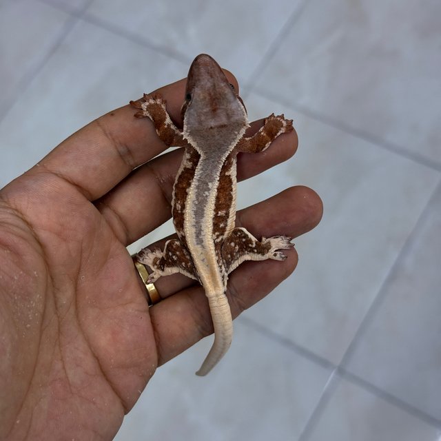 Lilly White Chocho