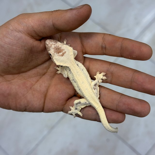 100% Het Axanthic LW Sable