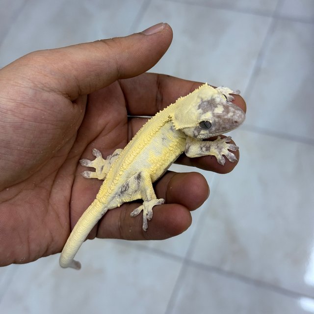 LW Sable Axanthic