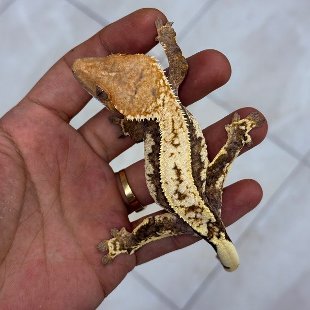 100% Het Axanthic Cappuccino