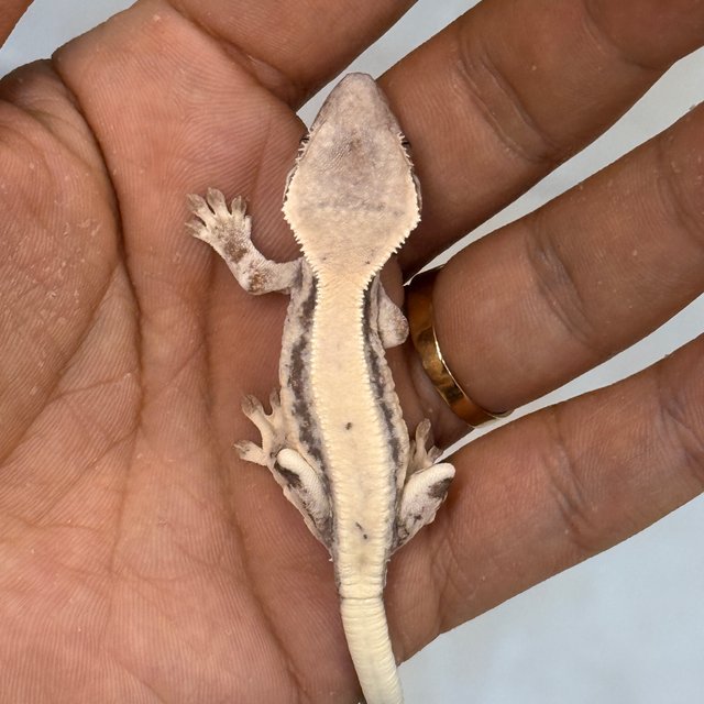 릴리 세이블 100%헷아잔틱