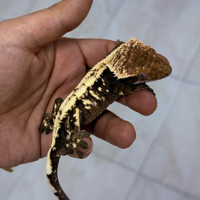 Sable 100% Het Axanthic