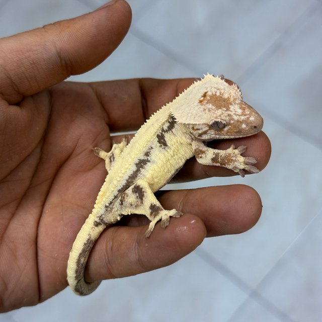 100% Het Axanthic LW Sable