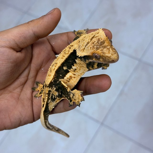 100% Het Axanthic Normal