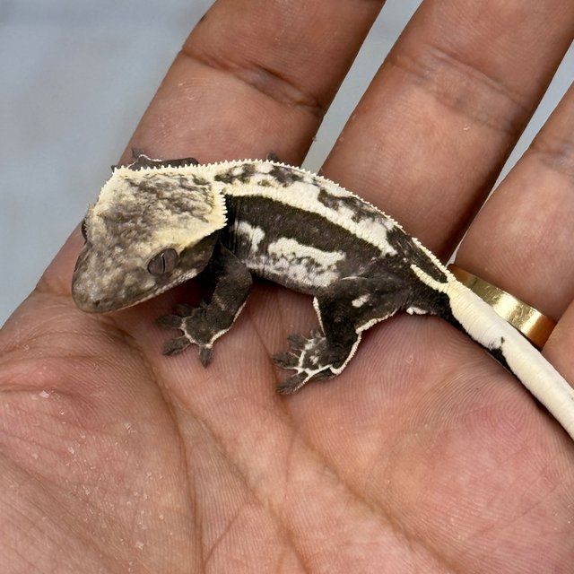 Axanthic