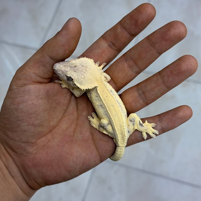 LW Sable 100% Het Axanthic