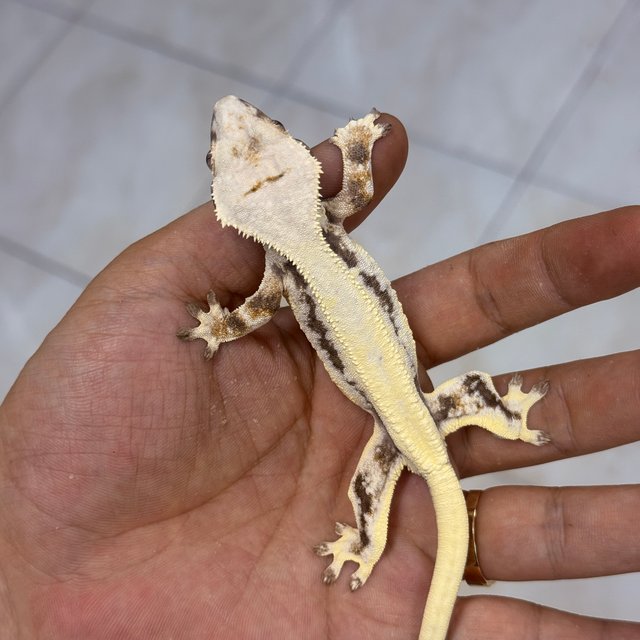 LW Sable 100% Het Axanthic