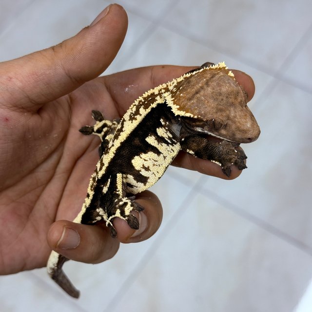 Cappuccino 100% Het Axanthic
