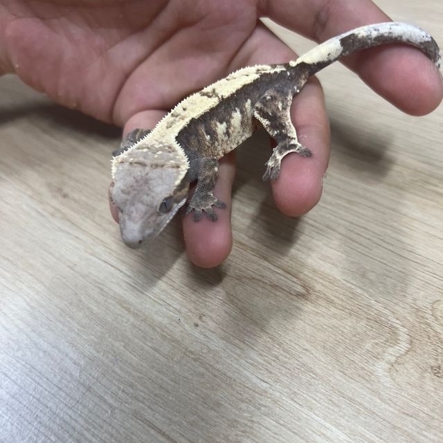 세이블