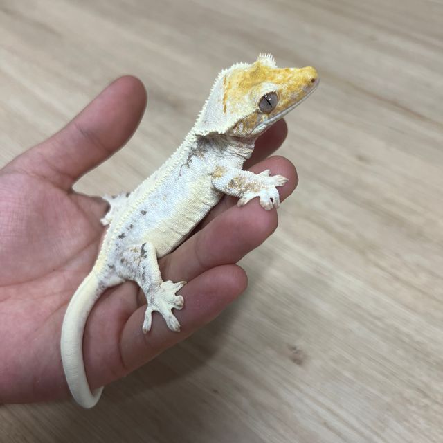 릴리화이트
