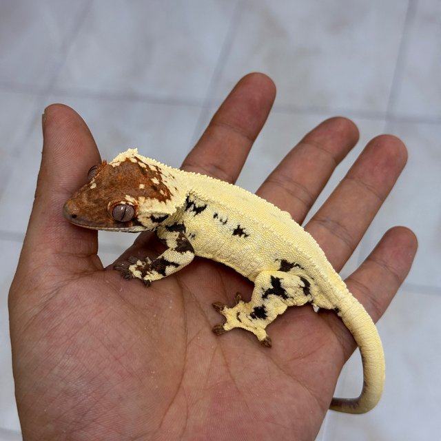 Frappuccino
