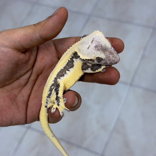 Lilly Axanthic
