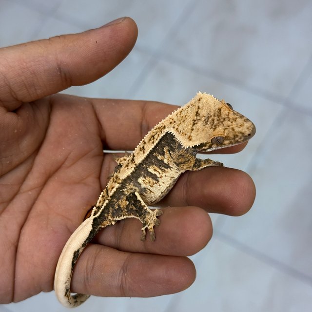 100% Het Axanthic Normal