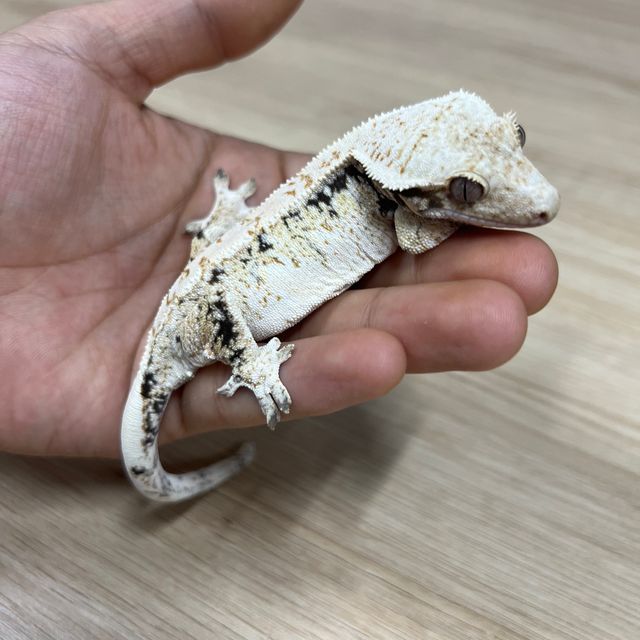 노멀