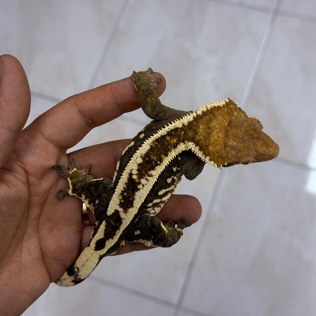 카푸치노 100%헷아잔틱