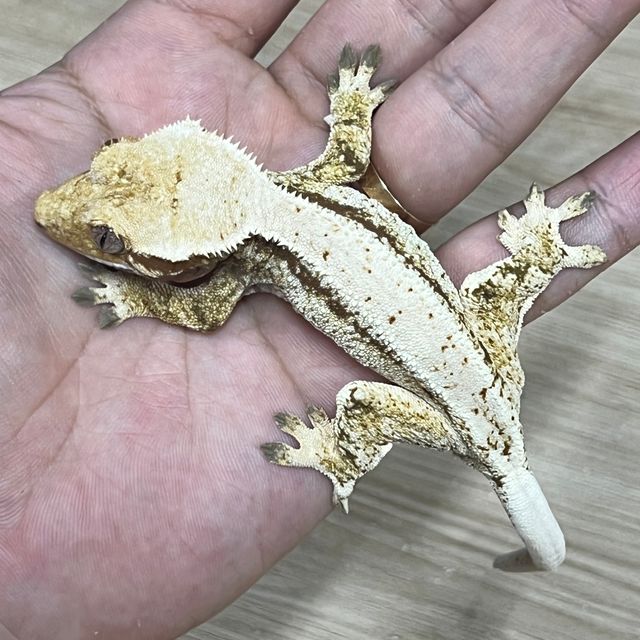 노멀