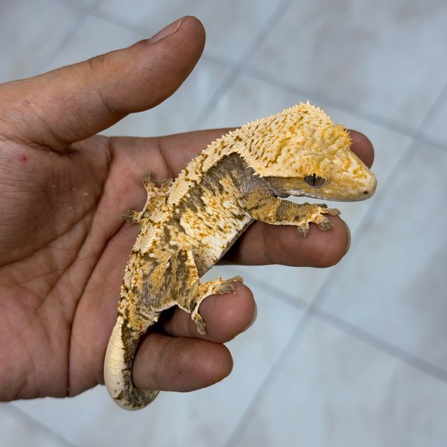 Normal 100% Het Axanthic