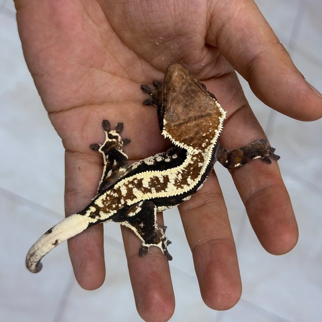 100% Het Axanthic Cappuccino