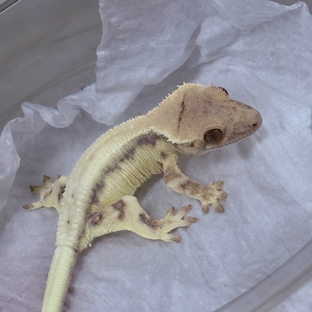 LW Sable 100% Het Axanthic