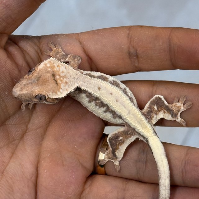 LW Sable 100% Het Axanthic