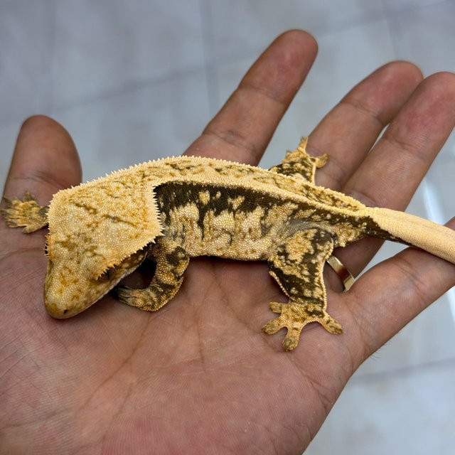 Normal 100% Het Axanthic