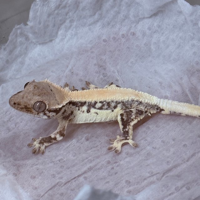 LW Sable 100% Het Axanthic