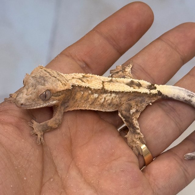 100% Het Axanthic Sable
