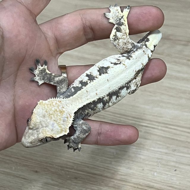 카푸치노