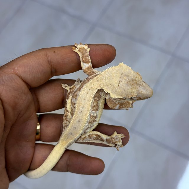 Lilly 100% Het Axanthic