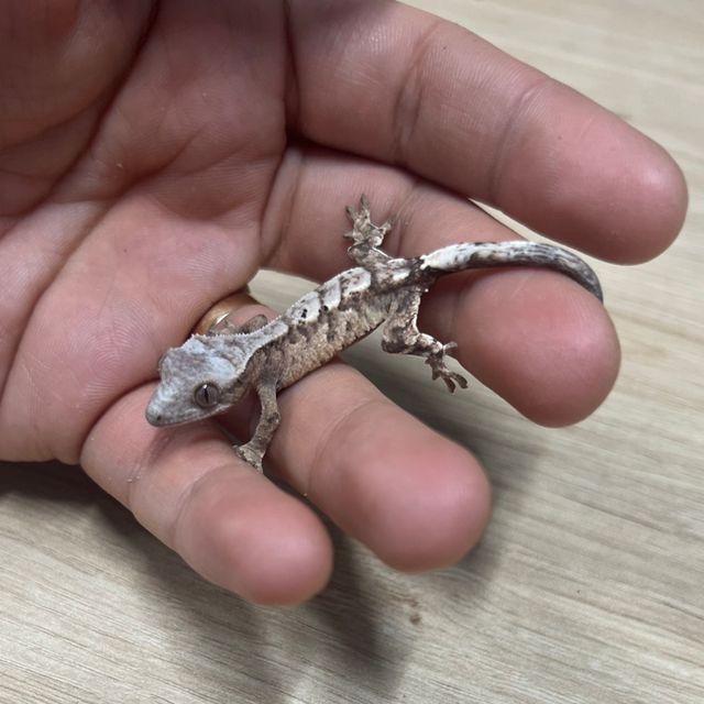 카푸치노