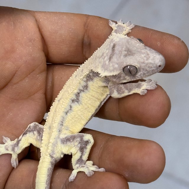 LW Sable 100% Het Axanthic