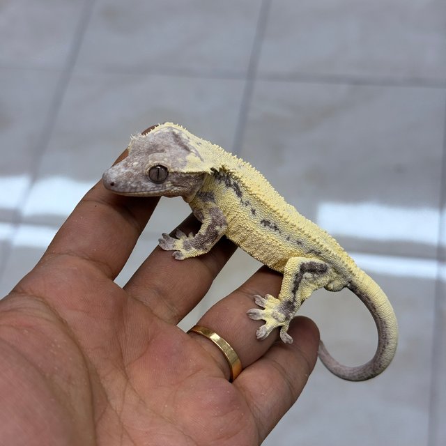 100% Het Axanthic LW Sable