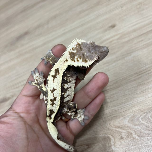 세이블