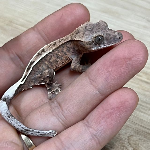 카푸치노