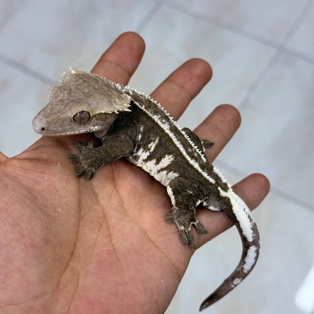 Axanthic