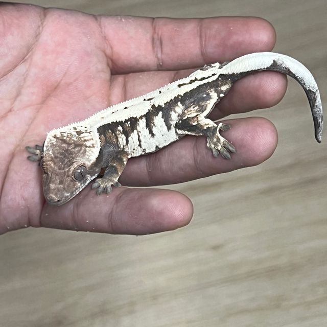 세이블
