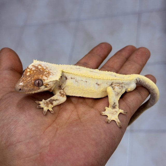 LW Sable 100% Het Axanthic