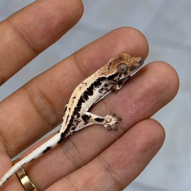 릴리 세이블 100%헷아잔틱