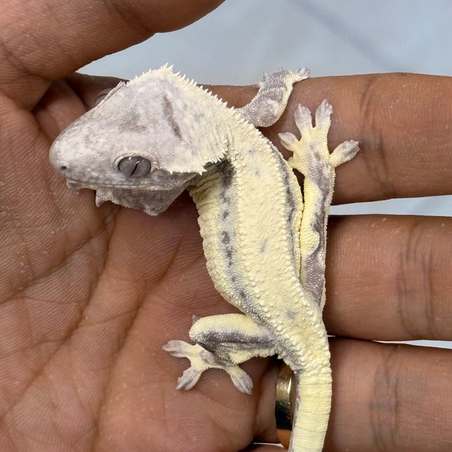 LW Sable 100% Het Axanthic