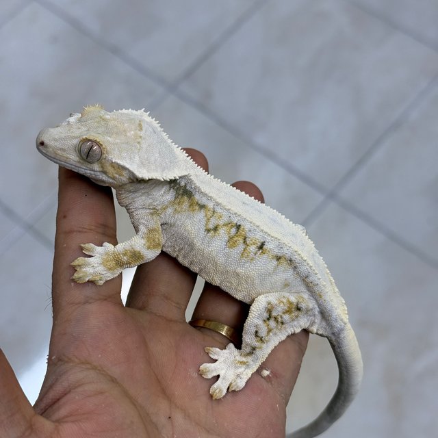 Lilly White